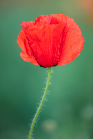 Flori si plante - Tablou canvas, Floare de mac salbatic, portret, 70x100 cm