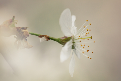 Flori si plante - Tablou canvas, Floare de mar, primavara, 100x70 cm