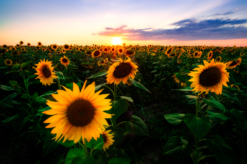 Flori si plante - Tablou canvas, Floarea soarelui la apus, sunflowers in the sunset, 90x60 cm