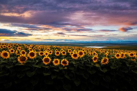 Flori si plante - Tablou canvas, Floarea soarelui, peisaj, sunflowers in the sunset, 120x80 cm