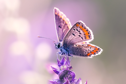 Tablouri canvas - Tablou canvas, Fluture pe orhidee salbatica, primavara, Aricia agestis - Albastrelul osului iepuresc, 100x70 cm