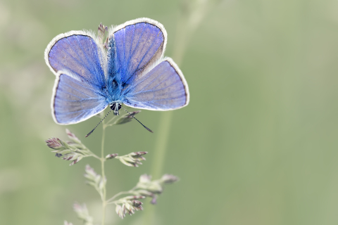 Flori si plante - Tablou canvas, Fluturele albastru, Plebejus argyrognomon, 100x70 cm
