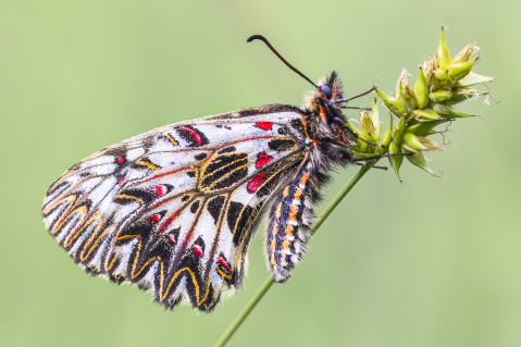 Flori si plante - Tablou canvas, Fluturele Marul Lupului, profil, Zerynthia polyxena, 120x80 cm
