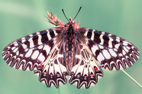 Flori si plante - Tablou canvas, Fluturele Marul Lupului, Zerynthia polyxena, 120x80 cm