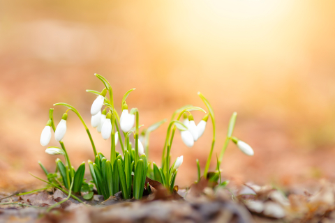 Tablouri canvas - Tablou canvas, Ghiocei cu frunze indoite (Galanthus plicatus), Dobrogea, 100x70 cm