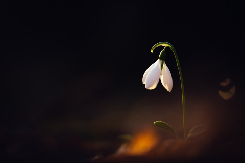 Tablouri canvas - Tablou canvas, Ghiocelul cel mare (Galanthus elwesii), 100x70 cm