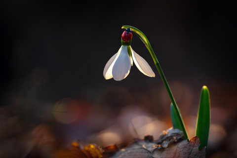 Tablouri canvas - Tablou canvas, Ghiocelul cel mare (Galanthus elwesii), buburuza, 100x70 cm