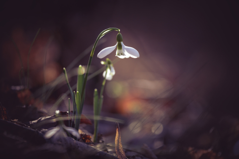 Flori si plante - Tablou canvas, Ghiocelul cel mare (Galanthus elwesii) inflorit, 90x60 cm
