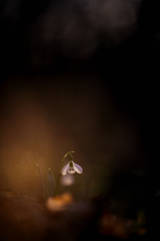 Flori si plante - Tablou canvas, Ghiocelul cel mare (Galanthus elwesii) inflorit, portret, 30x50 cm