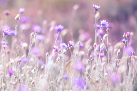 Flori si plante - Tablou canvas, Imortele - Everlasting flower, 75x50 cm