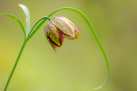 Tablouri canvas - Tablou canvas, Laleaua pestrita (Fritillaria montana), 100x70 cm
