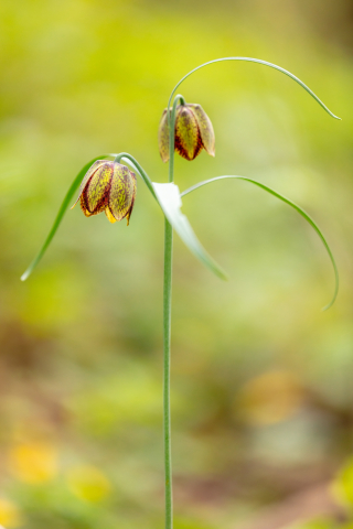 Flori si plante - Tablou canvas, Laleaua pestrita (Fritillaria montana), portret, 70x100 cm