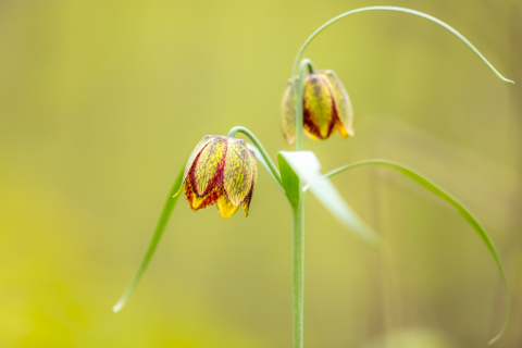 Flori si plante - Tablou canvas, Lalele pestrite (Fritillaria montana), 50x30 cm