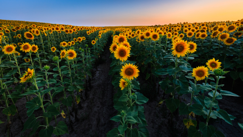 Flori si plante - Tablou canvas, Lan de floarea soarelui, sunflowers, 120x80 cm