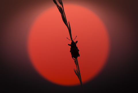 Flori si plante - Tablou canvas, Natura, gandacel pe fir de iarba, apus, 50x30 cm