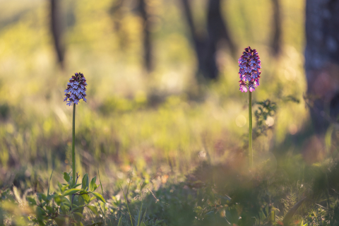 Flori si plante - Tablou canvas, Orhidee salbatica (Orchis purpurea), 90x60 cm