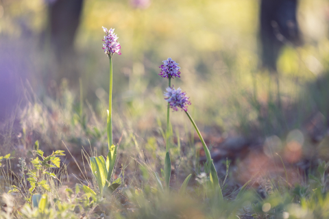 Flori si plante - Tablou canvas, Orhidee salbatica (Orchis simia) - Monkey orchid, 100x70 cm