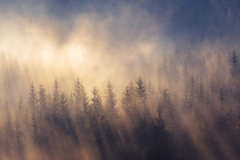 Peisaje autentice romanesti - Tablou canvas, Padure de conifere in Carpatii Orientali, ceata, 100x70 cm
