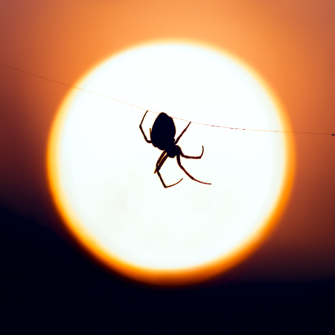 Flori si plante - Tablou canvas, Paianjen pe panza, luna plina, 60x60 cm