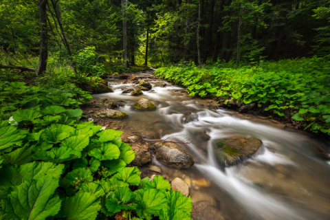Peisaje autentice romanesti - Tablou canvas, Parau de munte la Cheia, Muntii Ciucas, 75x50 cm