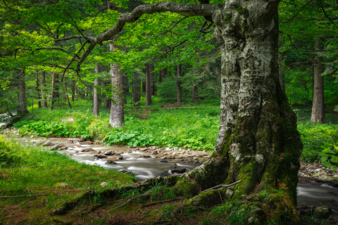 Tablouri canvas - Tablou canvas, Parau din Cheia, Muntii Ciucas, 120x80 cm