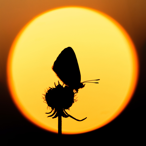 Tablouri canvas - Tablou canvas, Silueta fluturelui pe luna plina, 100x100 cm