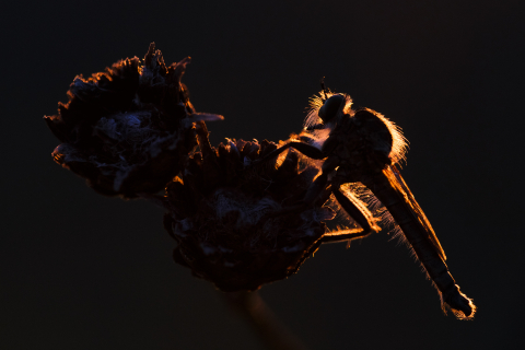 Tablouri canvas - Tablou canvas, The robber fly in night on a flower, 120x80 cm