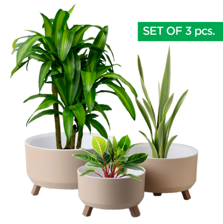 Toate Produsele - Set 3 Ghivece de Plante si Flori, model ELITE, cu 3 Picioare Pliabile, Forma Rotunda, Suport interior pentru Drenaj, Culoare Crem