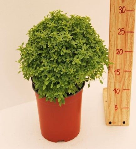 Busuioc grecesc pitic in ghiveci [1]