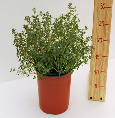 Cimbrisor in ghiveci [2]