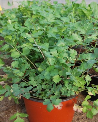 Coriandru in ghiveci [2]