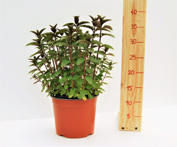 Menta Chocolate in ghiveci [1]