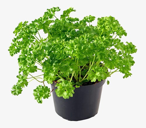 Patrunjel cret in ghiveci [2]