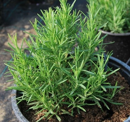 Rozmarin in ghiveci [2]