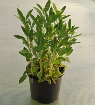 Salvie in ghiveci [2]