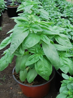 Busuioc - Busuioc italian (genovez) in ghiveci