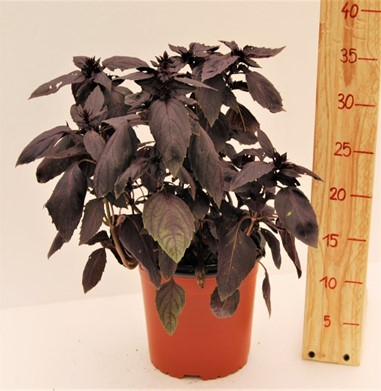 Busuioc - Busuioc rosu in ghiveci