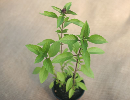 Busuioc - Busuioc Scortisoara in ghiveci