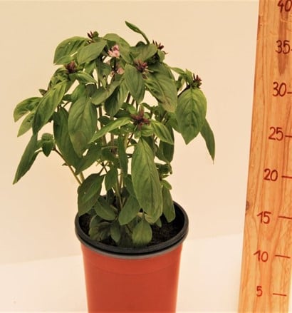 Busuioc - Busuioc tailandez in ghiveci