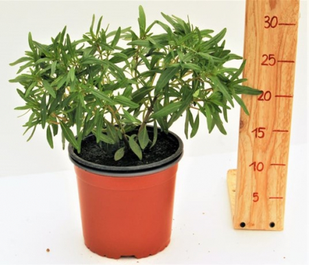 Cimbru - Cimbru in ghiveci