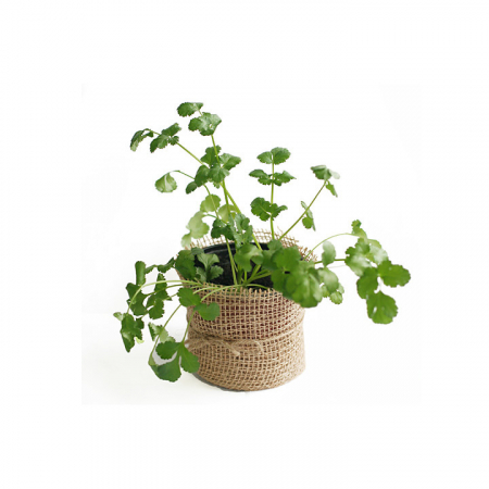 Coriandru - Coriandru in ghiveci