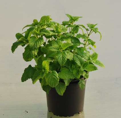 Lamaita - Lamaita (Melisa, Roinita) in ghiveci