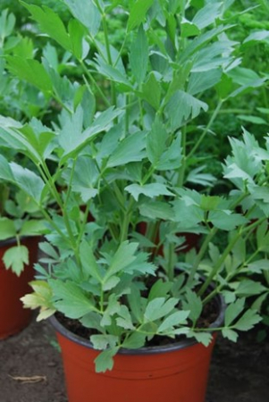 Leustean in ghiveci [1]