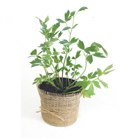 Leustean - Leustean in ghiveci