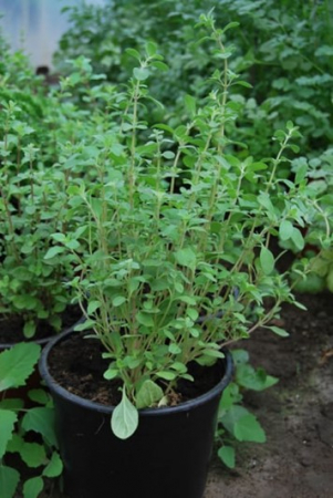 Maghiran - Maghiran in ghiveci