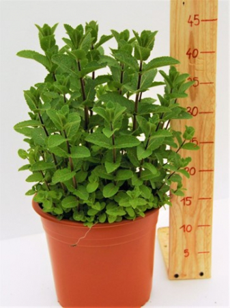 Menta - Menta Olandeza in ghiveci