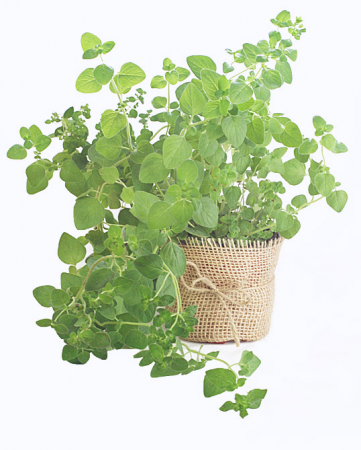 Oregano in ghiveci [1]