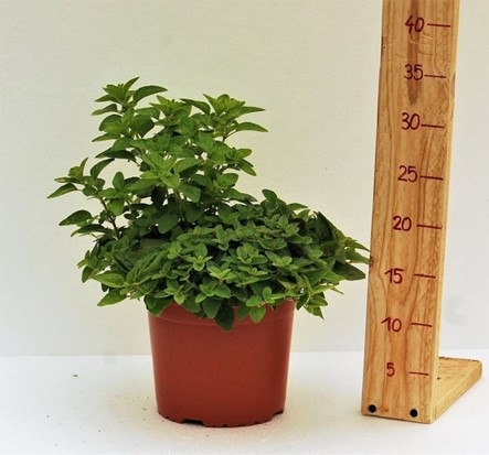 Oregano - Oregano in ghiveci