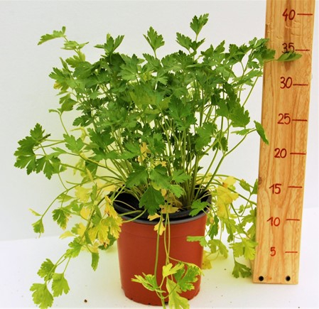 Patrunjel comun in ghiveci [1]