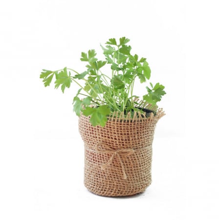 Patrunjel - Patrunjel comun in ghiveci